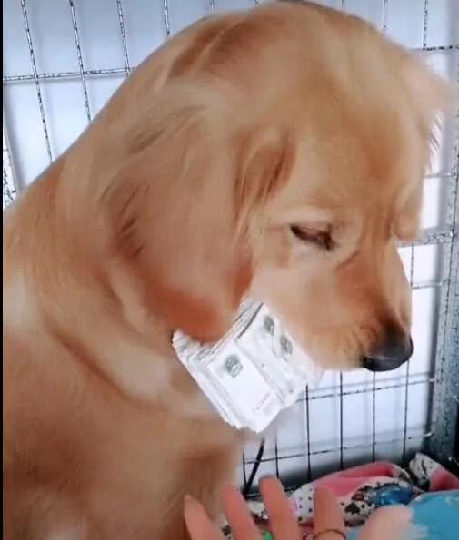 狗狗叼着一沓钱 把钱看成宝贝 智商高的吓人!