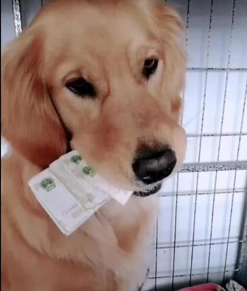 狗狗叼着一沓钱 把钱看成宝贝 智商高的吓人!