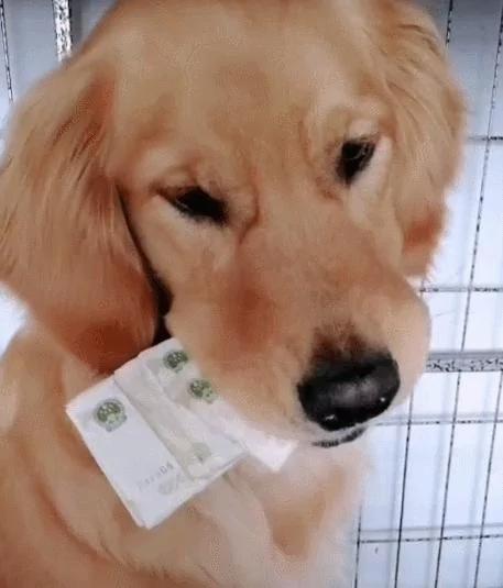 狗狗叼着一沓钱 把钱看成宝贝 智商高的吓人!