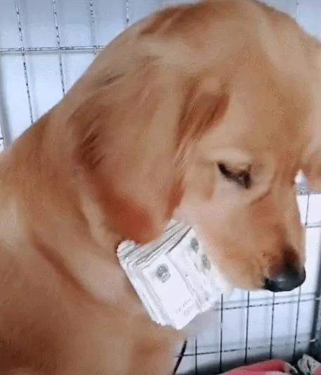 狗狗叼着一沓钱 把钱看成宝贝 智商高的吓人!
