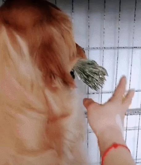 狗狗叼着一沓钱 把钱看成宝贝 智商高的吓人!