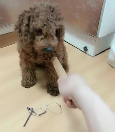 主人拿擀面杖要揍泰迪 拉拉立马伸爪仗义相救:别打我兄弟 它还小!