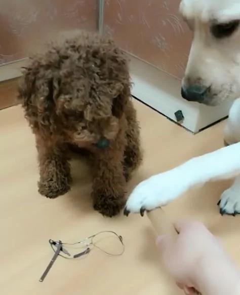 主人拿擀面杖要揍泰迪 拉拉立马伸爪仗义相救:别打我兄弟 它还小!