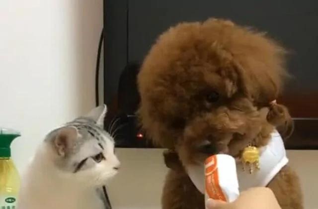 泰迪见猫咪吃自己的东西 直接咬过去 狗:别吃我东西!