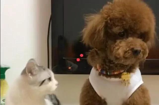 泰迪见猫咪吃自己的东西 直接咬过去 狗:别吃我东西!