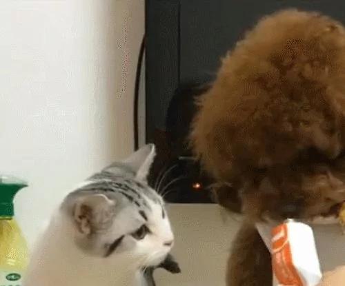 泰迪见猫咪吃自己的东西 直接咬过去 狗:别吃我东西!