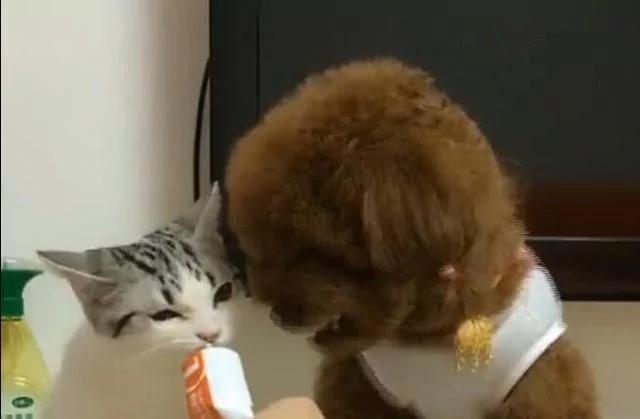 泰迪见猫咪吃自己的东西 直接咬过去 狗:别吃我东西!