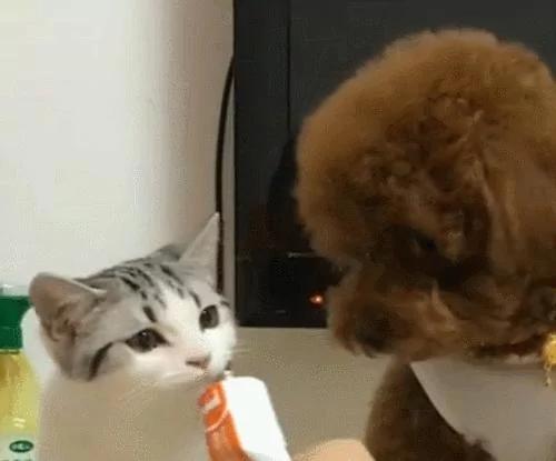 泰迪见猫咪吃自己的东西 直接咬过去 狗:别吃我东西!