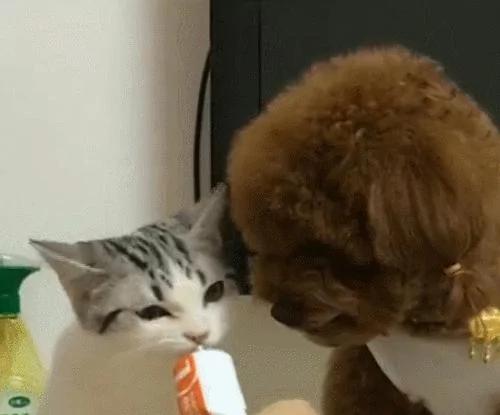 泰迪见猫咪吃自己的东西 直接咬过去 狗:别吃我东西!