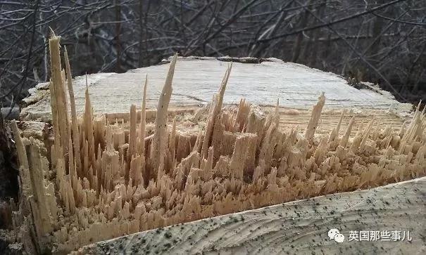 生活中无意间发现的巧合 却美好的如同大师级画作!