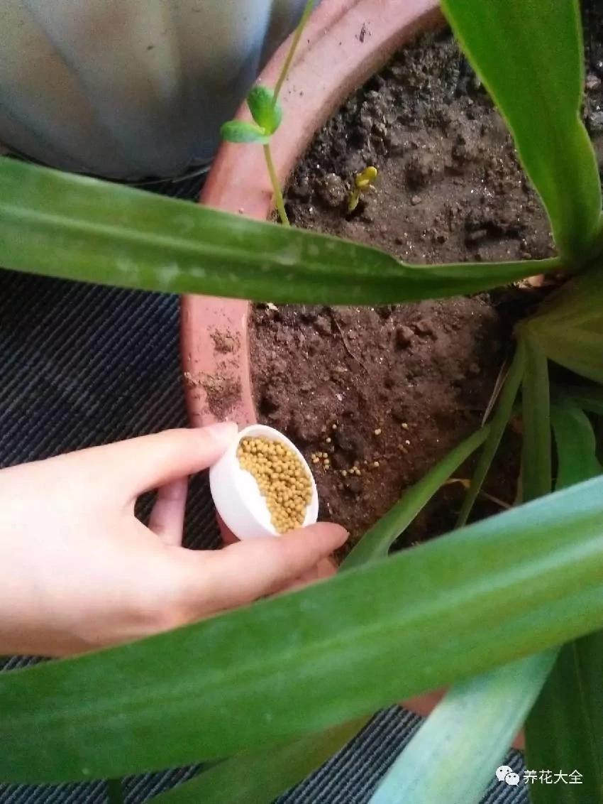 养花十年没换过盆?全因做了这个“年年花开满枝”
