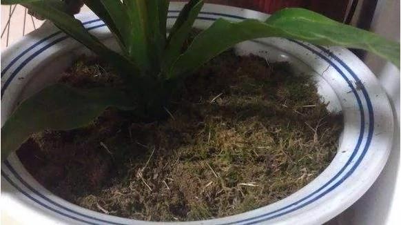 养花十年没换过盆?全因做了这个“年年花开满枝”