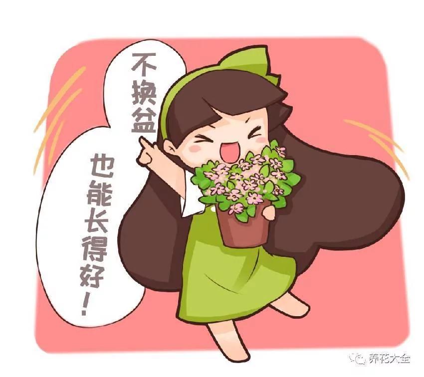 养花十年没换过盆?全因做了这个“年年花开满枝”