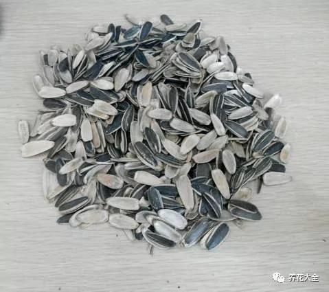 养花十年没换过盆?全因做了这个“年年花开满枝”