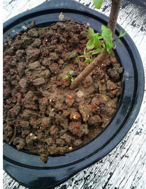 养花十年没换过盆?全因做了这个“年年花开满枝”