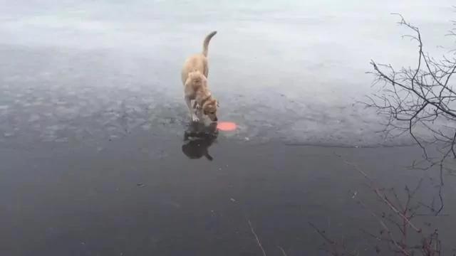 金毛在结冰湖面玩飞盘 大自然和狗狗开了个小玩笑!