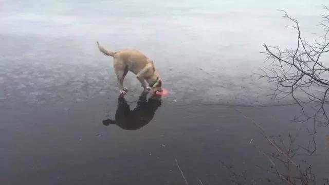 金毛在结冰湖面玩飞盘 大自然和狗狗开了个小玩笑!