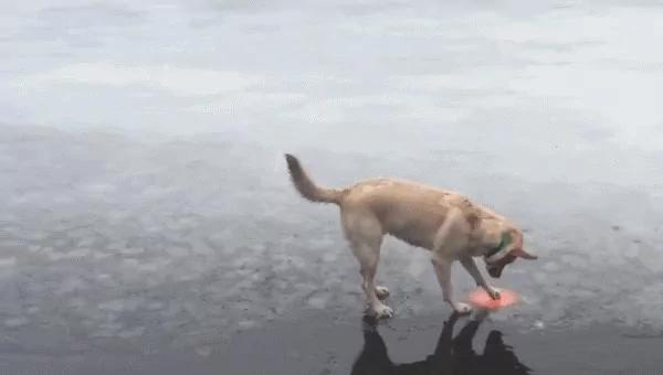 金毛在结冰湖面玩飞盘 大自然和狗狗开了个小玩笑!