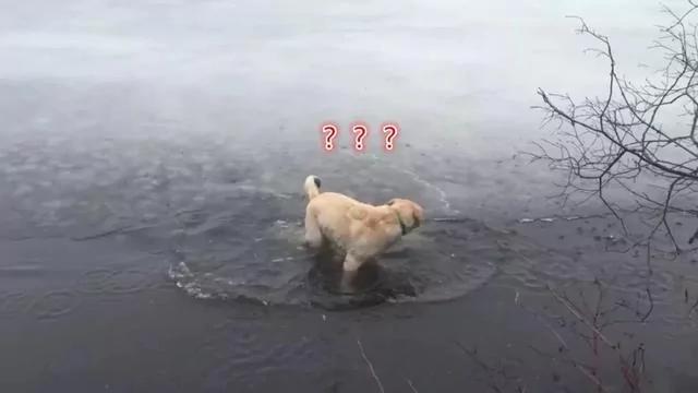 金毛在结冰湖面玩飞盘 大自然和狗狗开了个小玩笑!