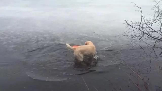 金毛在结冰湖面玩飞盘 大自然和狗狗开了个小玩笑!