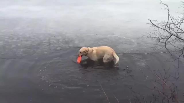 金毛在结冰湖面玩飞盘 大自然和狗狗开了个小玩笑!