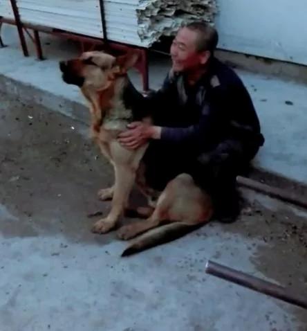 调皮爷爷把德牧气哭 狗狗坐在院子里仰天长啸 委屈呀!