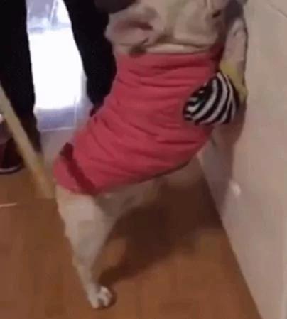 狗狗犯错被主人打屁股 趴在墙上一脸委屈 场面太有喜感!
