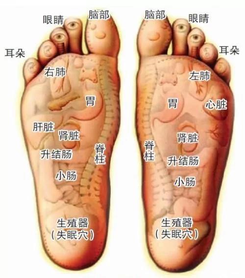人体器官工作表及其按摩要领