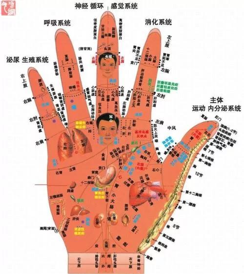 人体器官工作表及其按摩要领