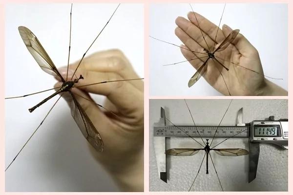 惊!四川发现世界最大蚊子大过手掌!