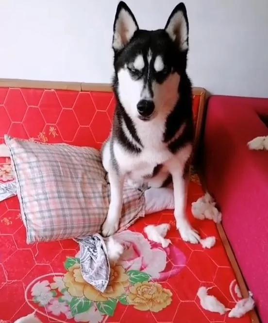 趁哈士奇睡觉赶紧出门拿个快递 到家后看到这幕 主人懵圈儿了!