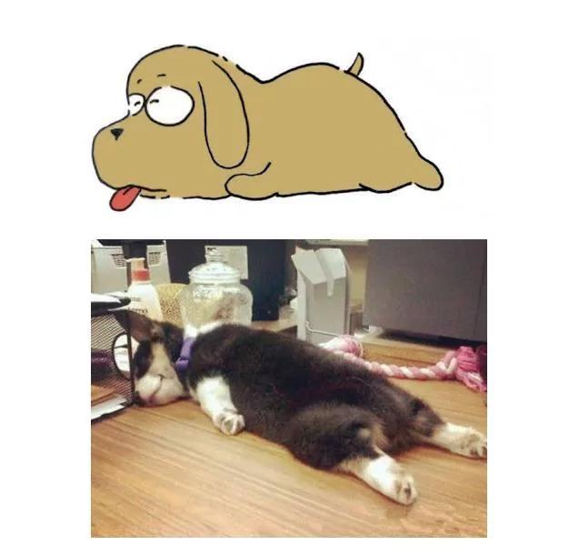 从狗狗的睡姿 可以看到它对主人的信任度!