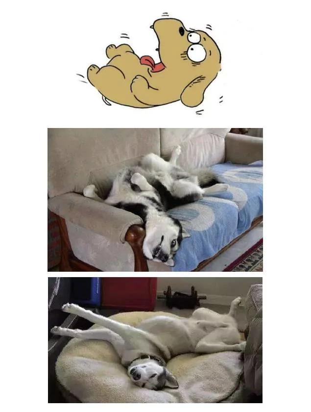 从狗狗的睡姿 可以看到它对主人的信任度!