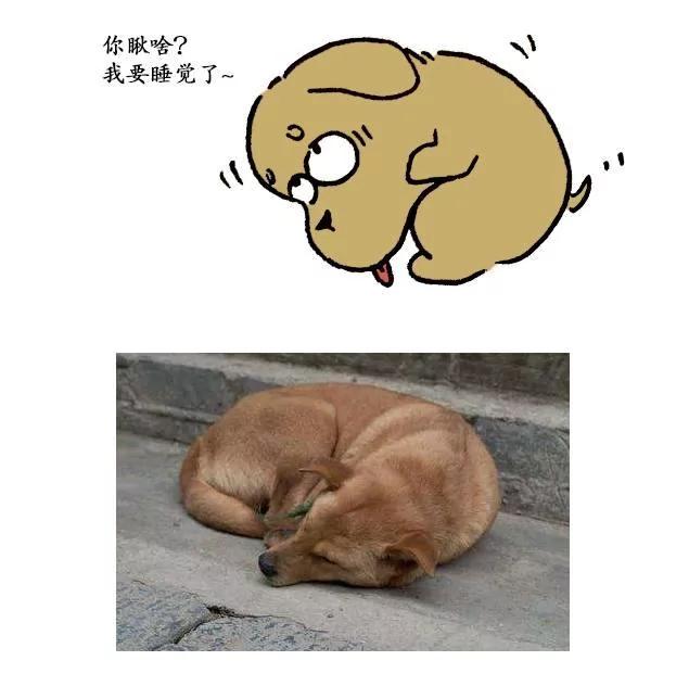 从狗狗的睡姿 可以看到它对主人的信任度!