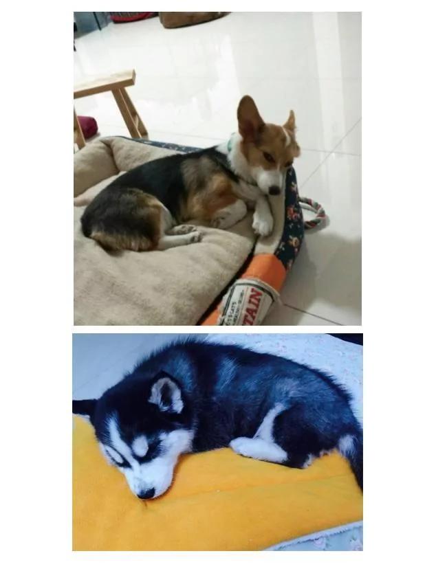 从狗狗的睡姿 可以看到它对主人的信任度!