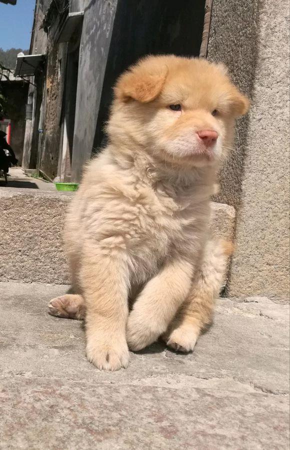 叔叔捡回村两只狗狗 邻居说捡了金子 闪闪发光!