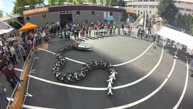 直击人类已知地球上最大的蛇 30度以上才能存活!