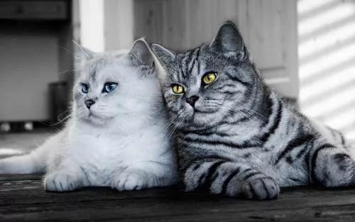 这只猫咪的表情十分悲伤 主人:别难过 要多少小鱼干都给你!
