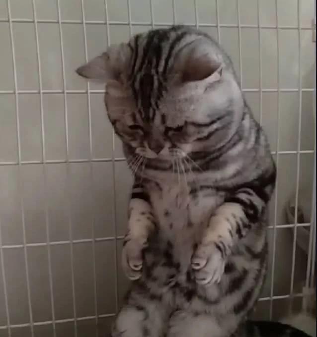 这只猫咪的表情十分悲伤 主人:别难过 要多少小鱼干都给你!