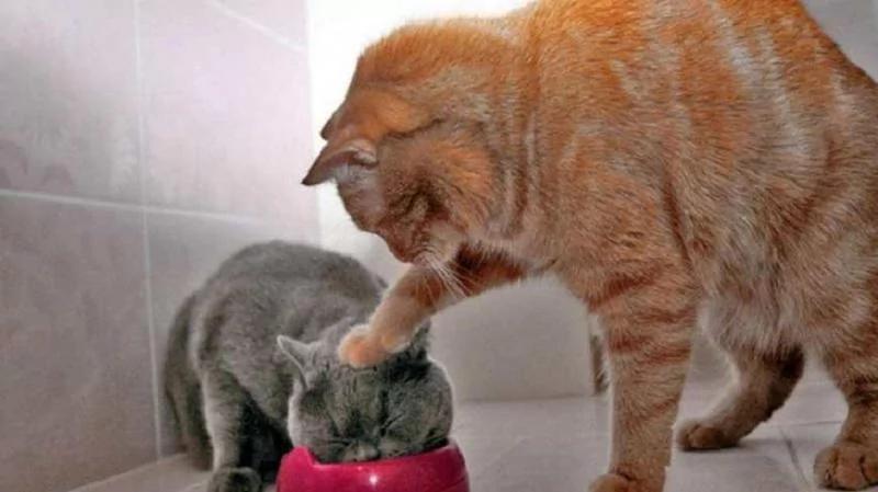 这只猫咪的表情十分悲伤 主人:别难过 要多少小鱼干都给你!