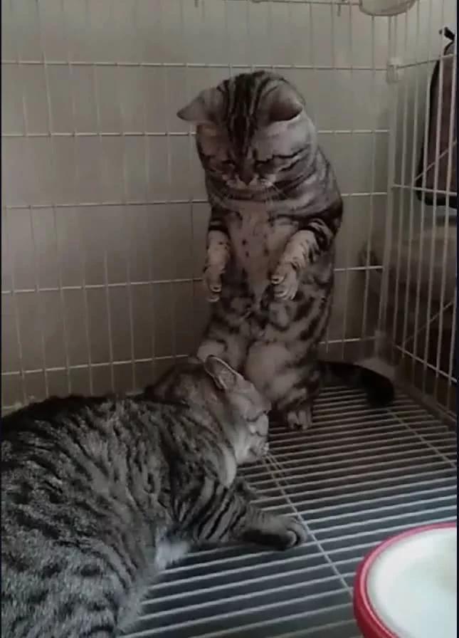 这只猫咪的表情十分悲伤 主人:别难过 要多少小鱼干都给你!