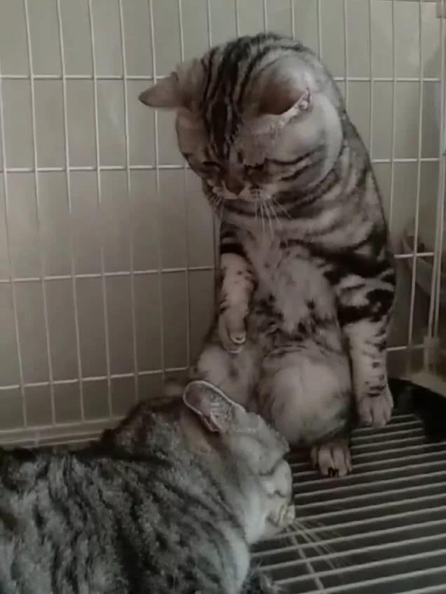 这只猫咪的表情十分悲伤 主人:别难过 要多少小鱼干都给你!