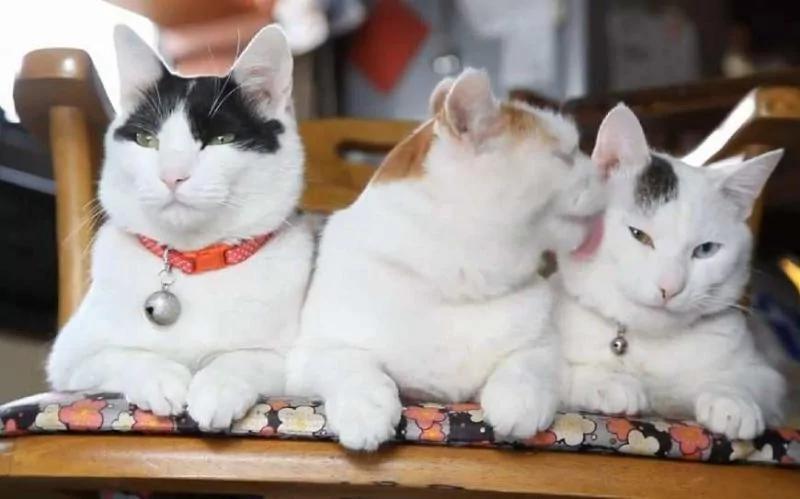 这只猫咪的表情十分悲伤 主人:别难过 要多少小鱼干都给你!