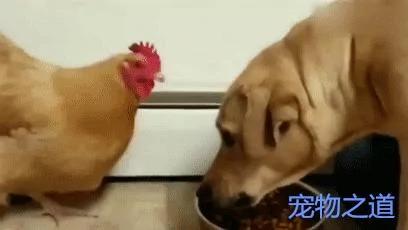 金毛吃食 母鸡跑来抢 金毛瞪眼吓唬它 母鸡:你的眼里只有我!