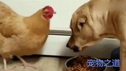 金毛吃食 母鸡跑来抢 金毛瞪眼吓唬它 母鸡:你的眼里只有我!