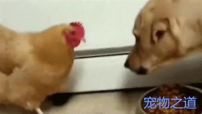 金毛吃食 母鸡跑来抢 金毛瞪眼吓唬它 母鸡:你的眼里只有我!