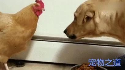 金毛吃食 母鸡跑来抢 金毛瞪眼吓唬它 母鸡:你的眼里只有我!