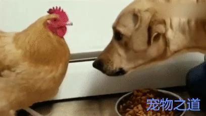 金毛吃食 母鸡跑来抢 金毛瞪眼吓唬它 母鸡:你的眼里只有我!