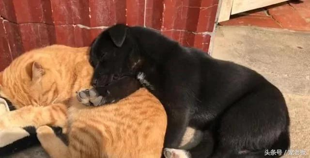 狗狗爱上猫咪后 抱着猫咪一起睡 这架势让单身狗羡慕!