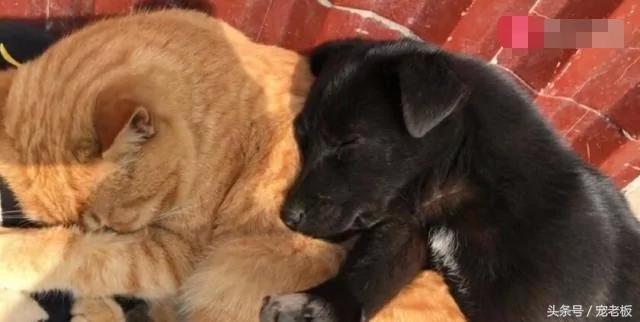 狗狗爱上猫咪后 抱着猫咪一起睡 这架势让单身狗羡慕!